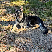 Stormy is registered to the contest to win money with this photo: dog, german_shepherd, outdoor, sunlight, grass, dirt, leaves, nature, animal, pet, canine, relaxed, alert, garden, tree, daylight, happy, fur, ears, tail