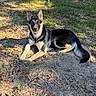 dog, german_shepherd, outdoor, sunlight, grass, dirt, leaves, nature, animal, pet, canine, relaxed, alert, garden, tree, daylight, happy, fur, ears, tail