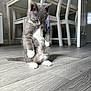 Pebbles joined the competition — help win amazing prizes! animal, cat, chair, curious, cute, domestic_cat, flooring, fur, furniture, gray_cat, indoor, kitten, pet, small, standing, table, whiskers, white_paws, wooden_floor, young_cat