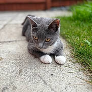 Pebbles joined the competition — help win amazing prizes! animal, cat, close_up, curious, cute, daylight, domestic_animal, ears, fence, fur, grass, gray_cat, lying_down, mammal, nature, outdoor, pet, stone_path, whiskers, white_paws