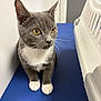Pebbles joined the competition — help win amazing prizes! alert, amber_eyes, animal, blue_mat, cat, close_up, curious, cute, domestic_cat, feline, gray_cat, indoor, kitten, pet, pet_carrier, side_view, small_animal, whiskers, white_paws, young_cat