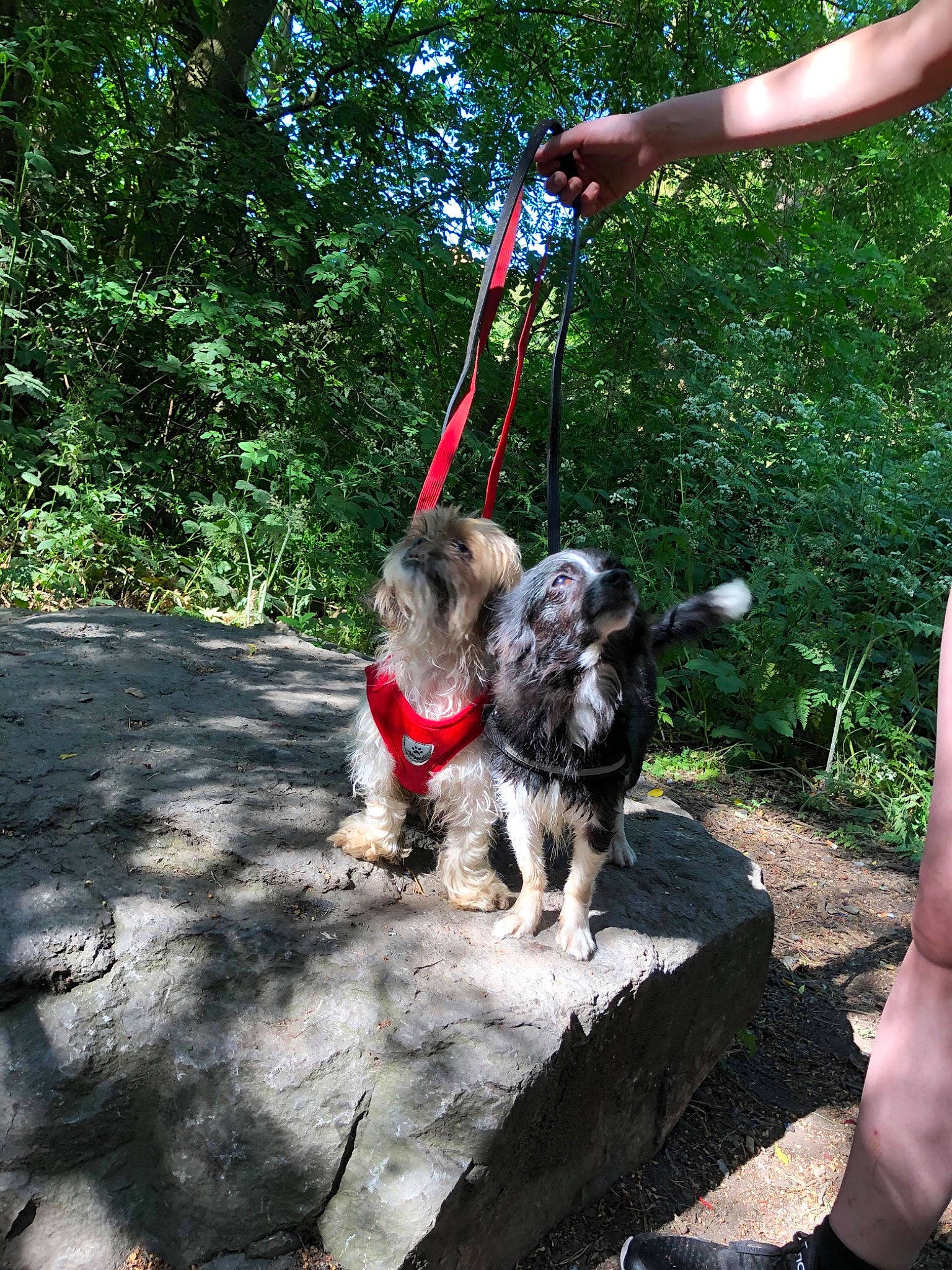 Dixie joined the competition — help win amazing prizes! canidae, carnivore, collar, companion_dog, dog, dog_breed, dog_collar, fashion_accessory, fawn, grass, leash, leisure, liver, pet_supply, plant, sporting_group, tail, tracking_trial, tree, working_animal