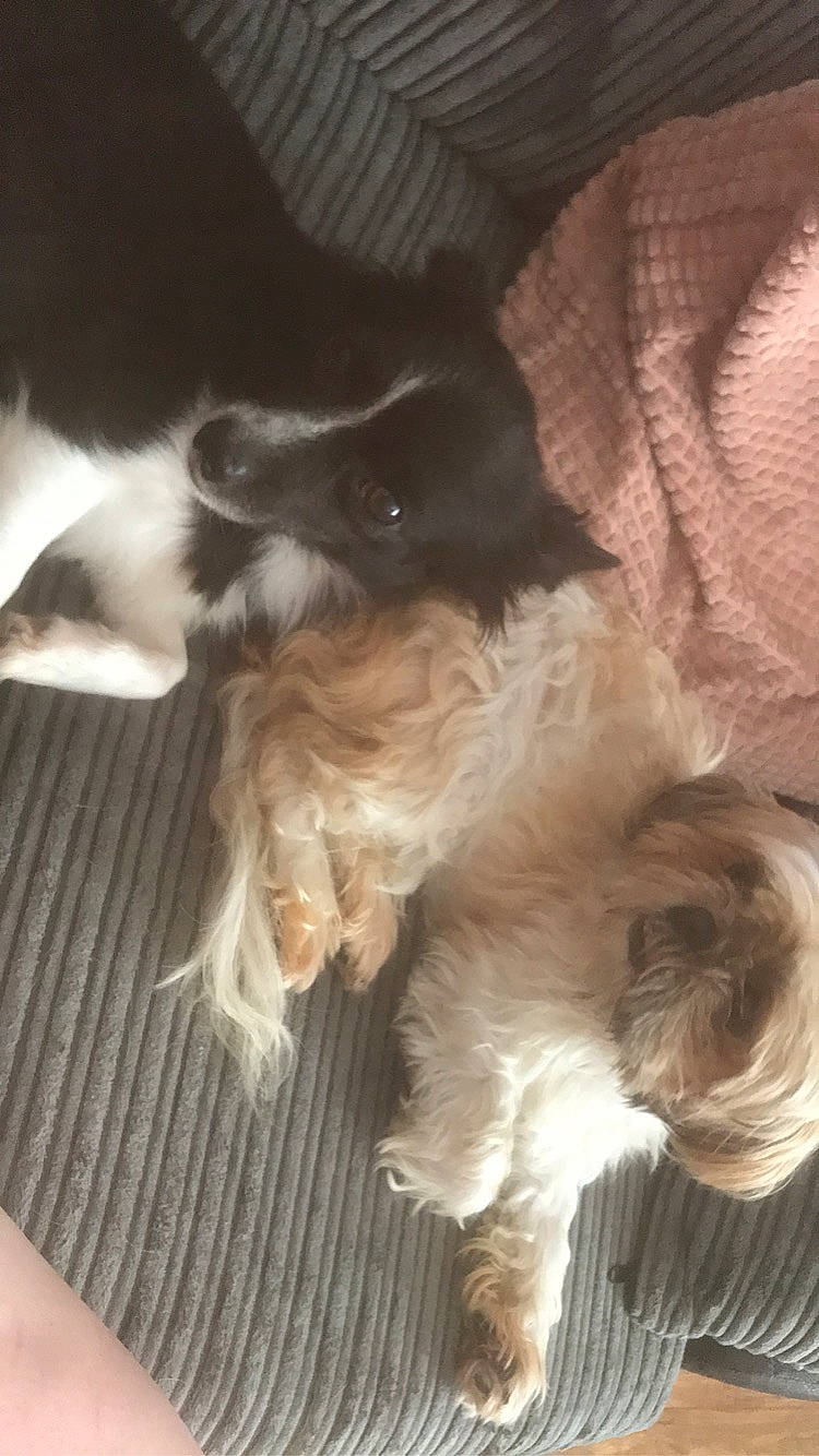 Dexter joined the competition — help win amazing prizes! canidae, carnivore, companion_dog, dog, dog_breed, fawn, fur, liver, puppy, snout, sporting_group, tail, terrier, toy_dog, working_animal