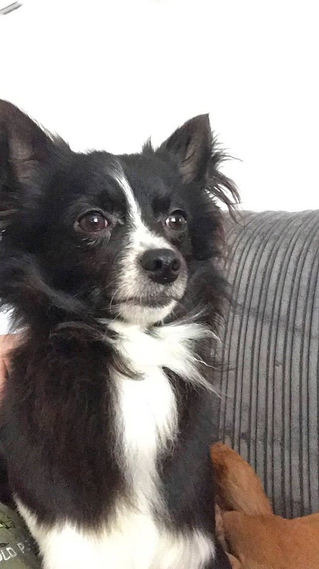 Dexter is registered to the contest to win money with this photo: border_collie, carnivore, companion_dog, corgi_chihuahua, dog, dog_breed, fur, non_sporting_group, snout, sporting_group, toy_dog, whiskers, working_animal, working_dog