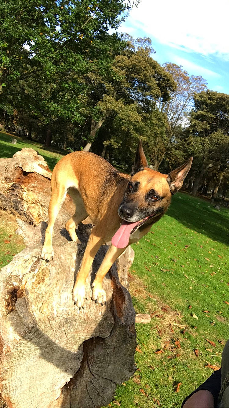 Stella joined the competition — help win amazing prizes! adventure, canidae, carnivore, cloud, collar, companion_dog, dog, dog_breed, east_european_shepherd, fawn, grass, hunting_dog, landscape, plant, sky, sporting_group, tail, tree, working_animal, working_dog