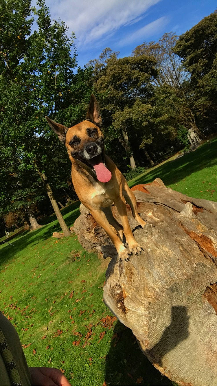 Stella is registered to the contest to win money with this photo: australian_cattle_dog, canidae, carnivore, cloud, collar, companion_dog, dog, dog_breed, east_european_shepherd, fawn, german_shepherd_dog, grass, herding_dog, old_german_shepherd_dog, plant, sky, snout, sporting_group, tail, tree