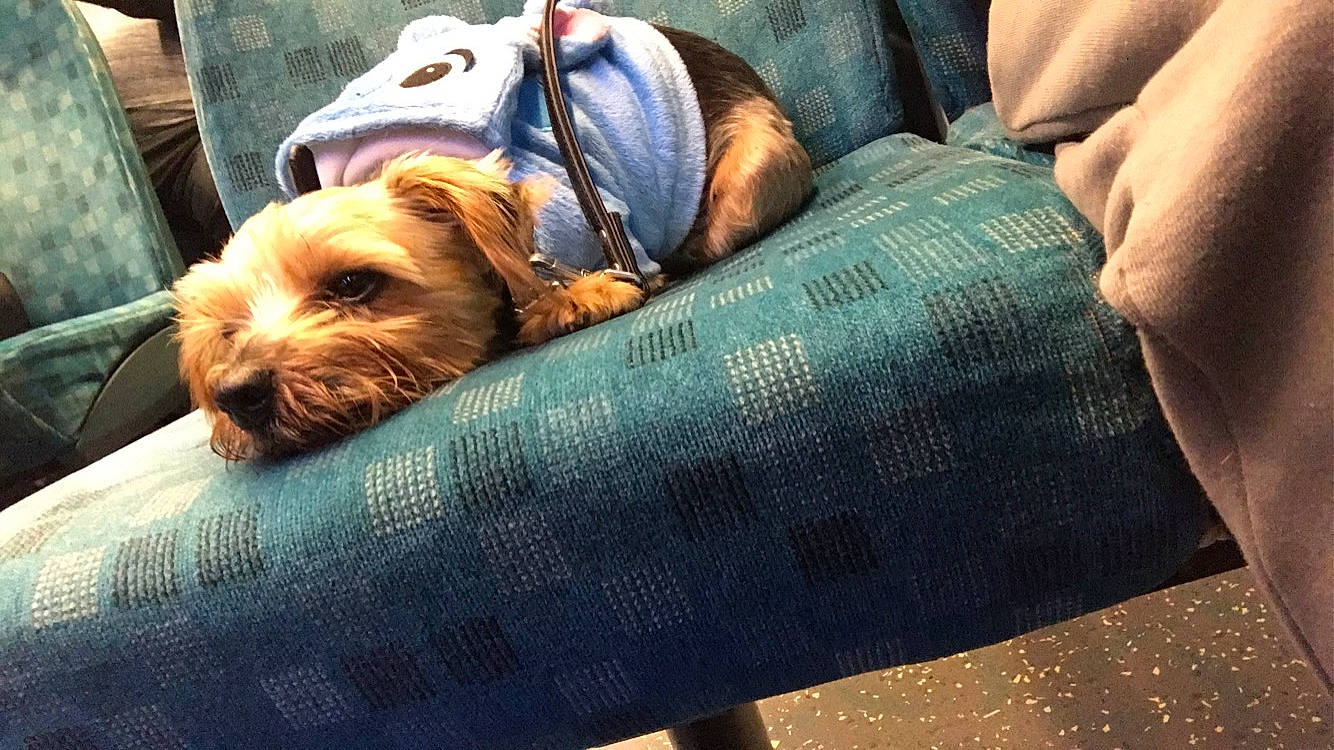 Martha is registered to the contest to win money with this photo: baggage, canidae, carnivore, comfort, companion_dog, cool, dog, dog_breed, dog_clothes, dog_supply, fawn, fur, liver, pillow, sitting, snout, sporting_group, toy, toy_dog, working_animal