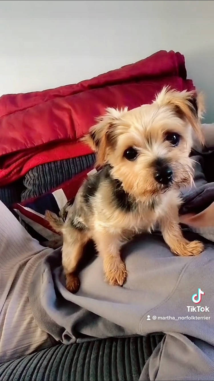 Martha is registered to the contest to win money with this photo: biewer_terrier, canidae, carnivore, comfort, companion_dog, dog, dog_breed, dog_clothes, dog_supply, fashion_accessory, fawn, maltepoo, small_terrier, snout, sporting_group, terrier, toy_dog, working_animal, yorkipoo, yorkshire_terrier