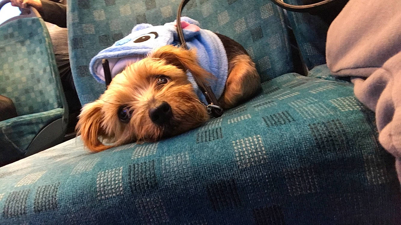 Martha joined the competition — help win amazing prizes! canidae, carnivore, comfort, companion_dog, couch, dog, dog_breed, dog_supply, fawn, fur, liver, nap, room, sitting, small_terrier, snout, sporting_group, terrier, toy_dog, working_animal