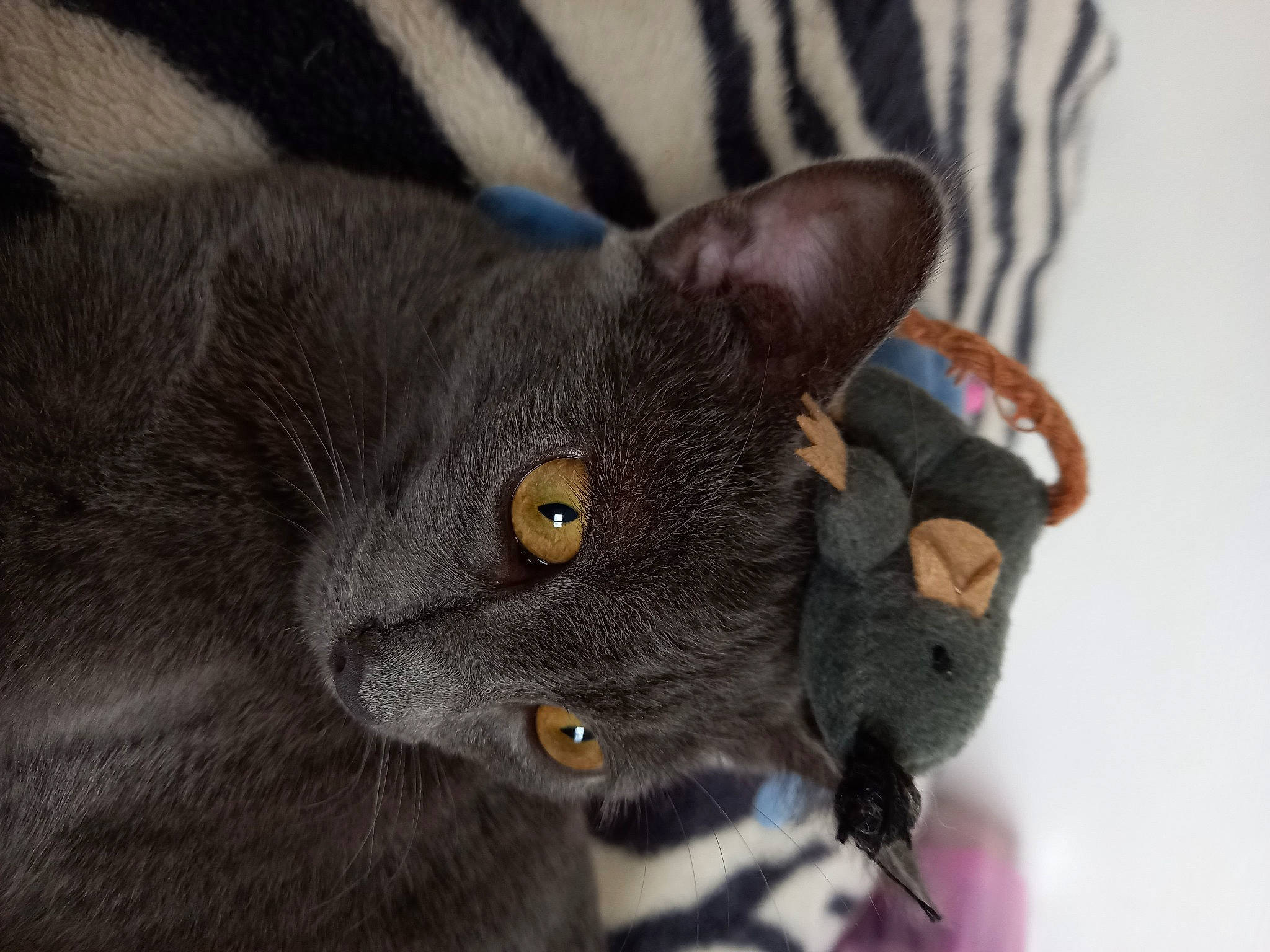 Perles participe au concours pour gagner de l'argent avec cette photo : carnivore, cat, claw, domestic_short_haired_cat, ear, electric_blue, felidae, fur, grey, russian_blue, small_to_medium_sized_cats, snout, terrestrial_animal, whiskers