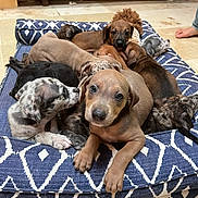 Fudgie joined the competition — help win amazing prizes! animal, bed, blue, canine, cozy, cute, dog, floor, fur, indoors, looking, pattern, pet, pile, playful, puppy, resting, snuggle, tile, young