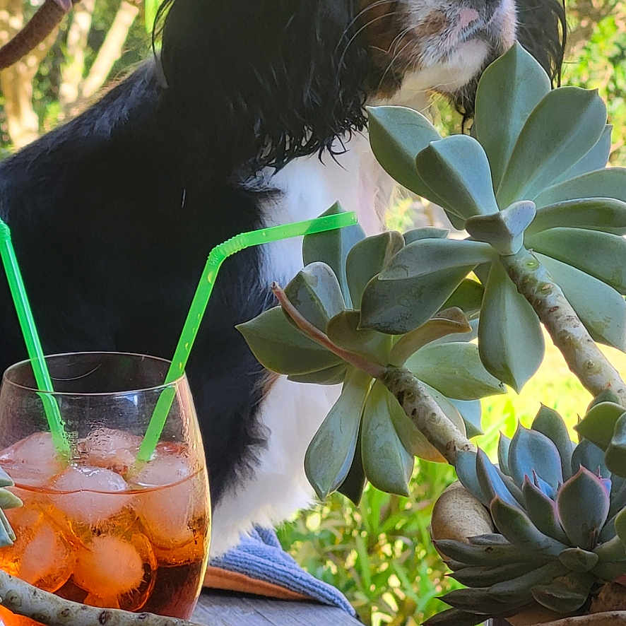 Plume participe au concours pour gagner de l'argent avec cette photo : alcohol, animal, beer, beverage, canine, cocktail, dog, flower, flowerarrangement, food, fruit, glass, goblet, leaf, mojito, pet, plant, produce, summer, wood