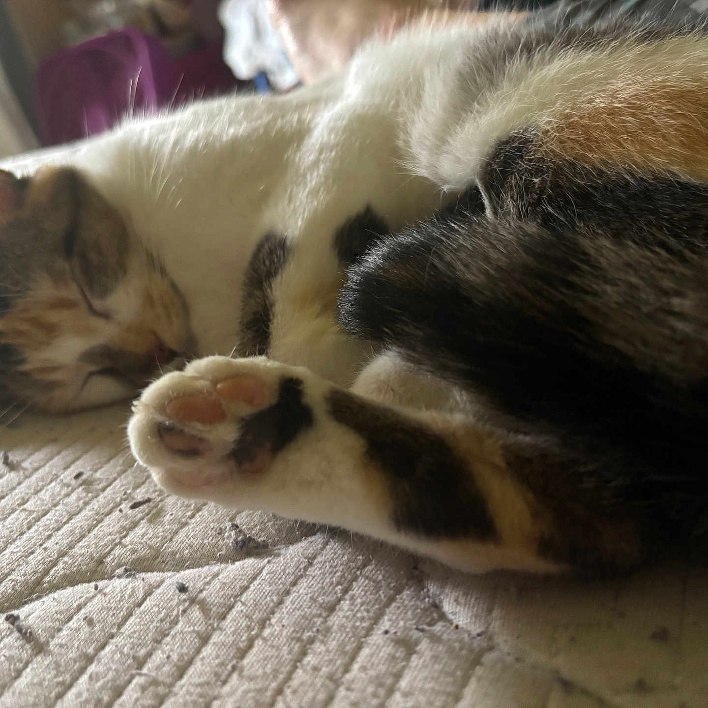 Lilly joined the competition — help win amazing prizes! animal, bed, calico, cat, closeup, cozy, fur, indoor, mammal, paw, peaceful, pet, quiet, relaxed, resting, sleeping, soft, striped, texture, whiskers