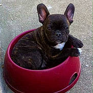 Kenya a rejoint le concours — aidez-le/la à gagner de superbes lots ! bulldog, carnivoran, companion_dog, dog, dog_breed, dog_breed_group, dog_like_mammal, fawn, french_bulldog, mammal, non_sporting_group, puppy, snout, toy_bulldog, vertebrate