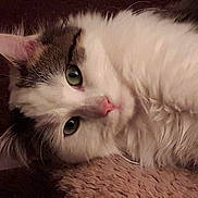 Nougat a rejoint le concours — aidez-le/la à gagner de superbes lots ! aegean_cat, asian_semi_longhair, cat, cat_like_mammal, domestic_long_haired_cat, domestic_short_haired_cat, eye, fur, kitten, munchkin, norwegian_forest_cat, paw, persian, ragamuffin, ragdoll, small_to_medium_sized_cats, snout, turkish_angora, turkish_van, whiskers