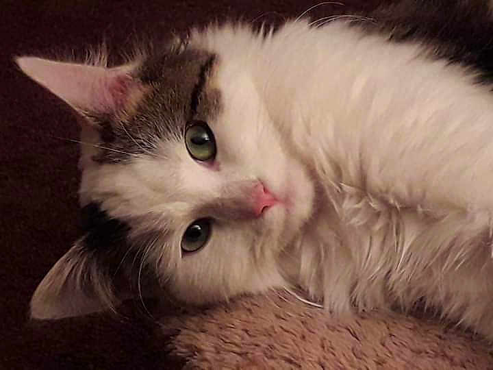 Nougat
