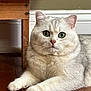 Moti is registered to the contest to win money with this photo: cat, fluffy, light_colored, green_eyes, wooden_floor, wooden_table, indoors, pet, animal, feline, cute, relaxed, lying_down, whiskers, ears, paws, domestic_cat, house, fur, close_up