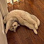 Moti is registered to the contest to win money with this photo: cat, stretching, wooden_floor, white_door, railing, indoor, pet, feline, curious, soft_fur, relaxed, cute, animal, domestic, flooring, whiskers, ears, paws, tail, house