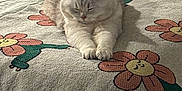 Moti is registered to the contest to win money with this photo: cat, bed, blanket, flower_pattern, indoor, sleeping, cozy, fur, pet, animal, resting, cute, domestic, relaxed, soft_light, home, furniture, whiskers, paws, tail