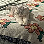 cat, bed, blanket, flower_pattern, indoor, sleeping, cozy, fur, pet, animal, resting, cute, domestic, relaxed, soft_light, home, furniture, whiskers, paws, tail