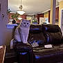 cat, living_room, leather_couch, furniture, indoor_plant, wooden_cabinets, kitchen, pet, home_interior, cozy, animal, feline, curious, seated, domestic, fur, eyes, armrest, lighting, decor