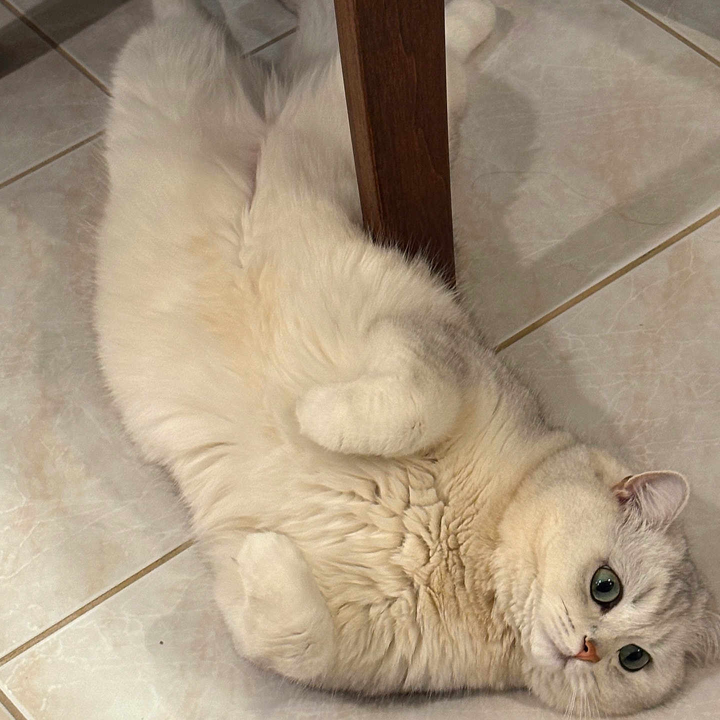 Moti is registered to the contest to win money with this photo: animal, big_eyes, cat, chair_leg, curled_paws, cute, domestic_cat, feline, floor, fluffy, fur, indoor, lying_down, paws, pet, relaxed, resting, tiles, whiskers, white_cat