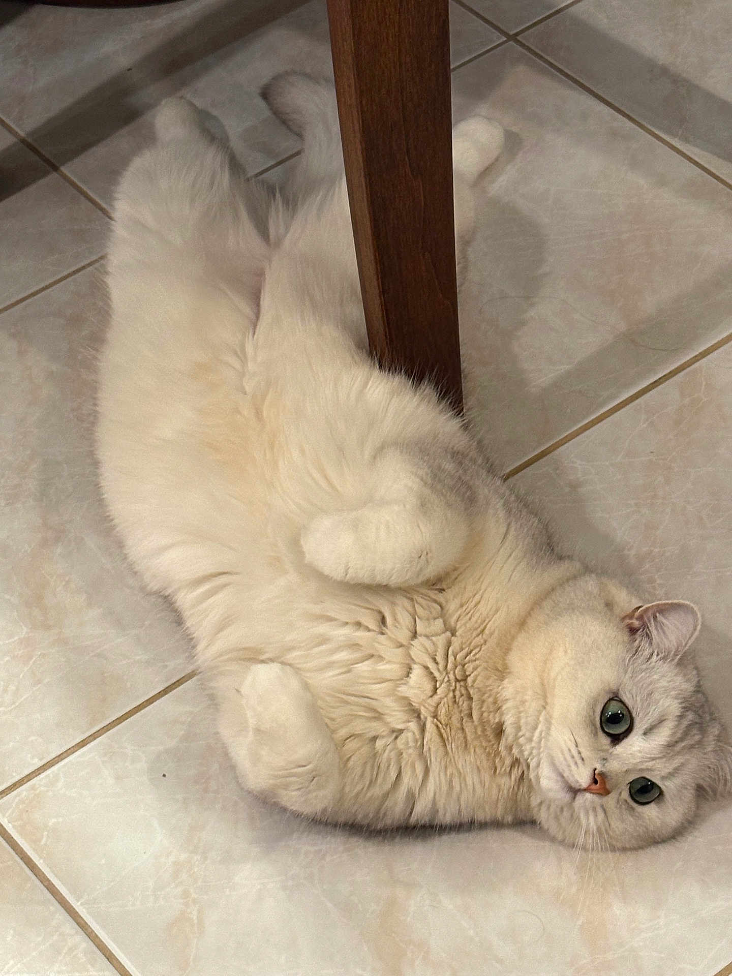 Moti