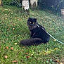 cat, black_cat, fluffy, leash, grass, outdoor, trees, birch_tree, nature, yellow_eyes, pet, animal, sitting, greenery, sunlight, lens_flare, garden, calm, feline, daytime