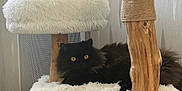Willow a rejoint le concours — aidez-le/la à gagner de superbes lots ! cat, black_cat, fluffy, yellow_eyes, cat_tree, furniture, indoor, pet, animal, wood, rope, white_fabric, relaxing, home, cozy, modern, sitting, fur, resting, comfortable