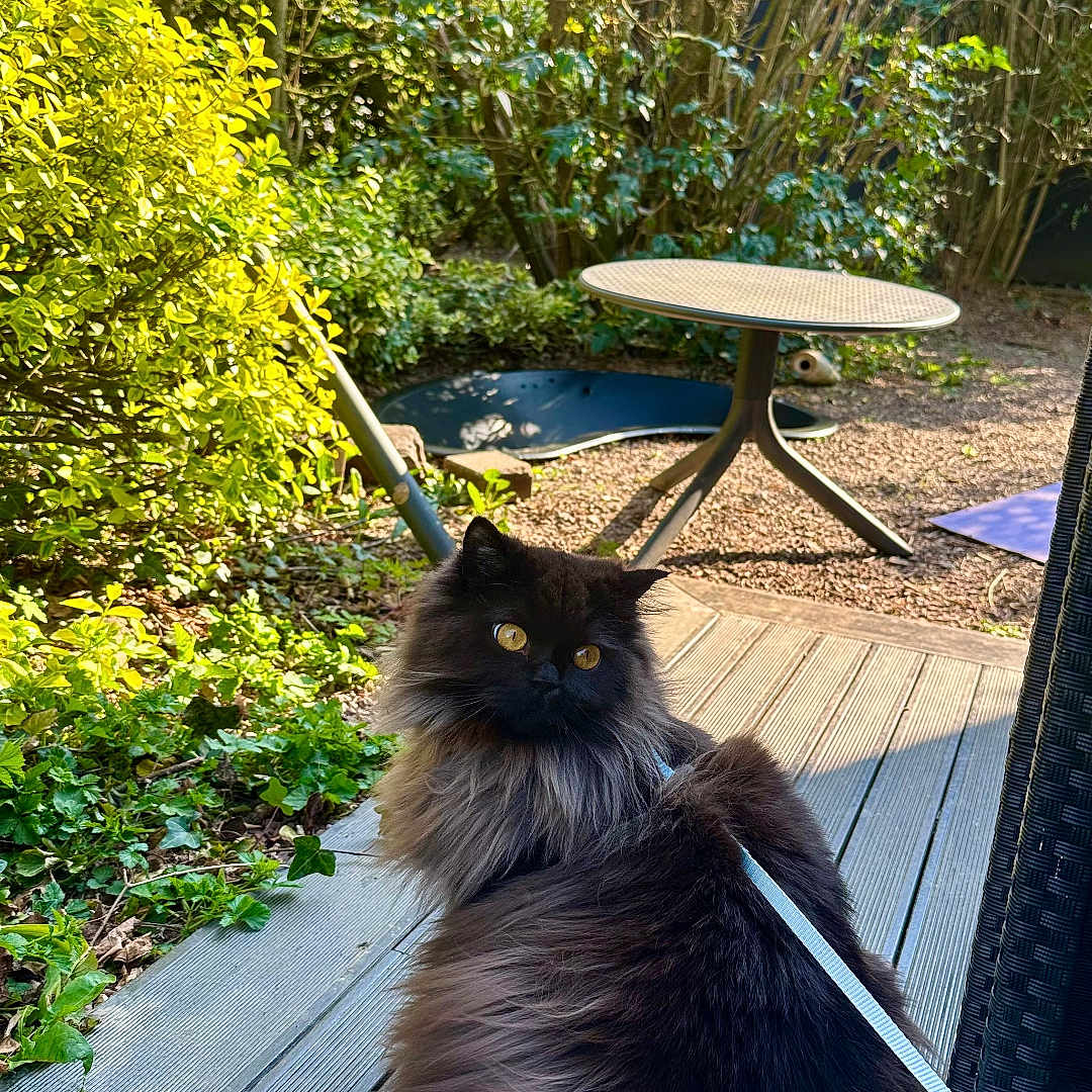 Willow a rejoint le concours — aidez-le/la à gagner de superbes lots ! amber_eyes, backyard, black_cat, bushes, cat, daytime, feline, fluffy, garden, greenery, harness, leash, nature, outdoor, pet, plant, relaxing, shadows, sunlight, wooden_deck