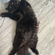 Willow participe au concours pour gagner de l'argent avec cette photo : cat, black_cat, fluffy, pet, animal, indoor, wooden_floor, toy, mouse_toy, relaxed, lying_down, feline, curious, yellow_eyes, tail, whiskers, home, cozy, fur, playful