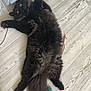cat, black_cat, fluffy, pet, animal, indoor, wooden_floor, toy, mouse_toy, relaxed, lying_down, feline, curious, yellow_eyes, tail, whiskers, home, cozy, fur, playful