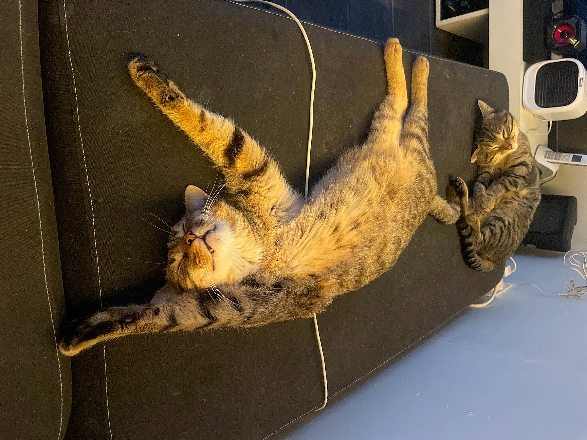 Biscuit participe au concours pour gagner de l'argent avec cette photo : art, artifact, claw, extinction, felidae, fossil, fur, metal, plant, reptile, small_to_medium_sized_cats, tail, terrestrial_animal, tourist_attraction, tree, trunk, whiskers, wildlife, wood