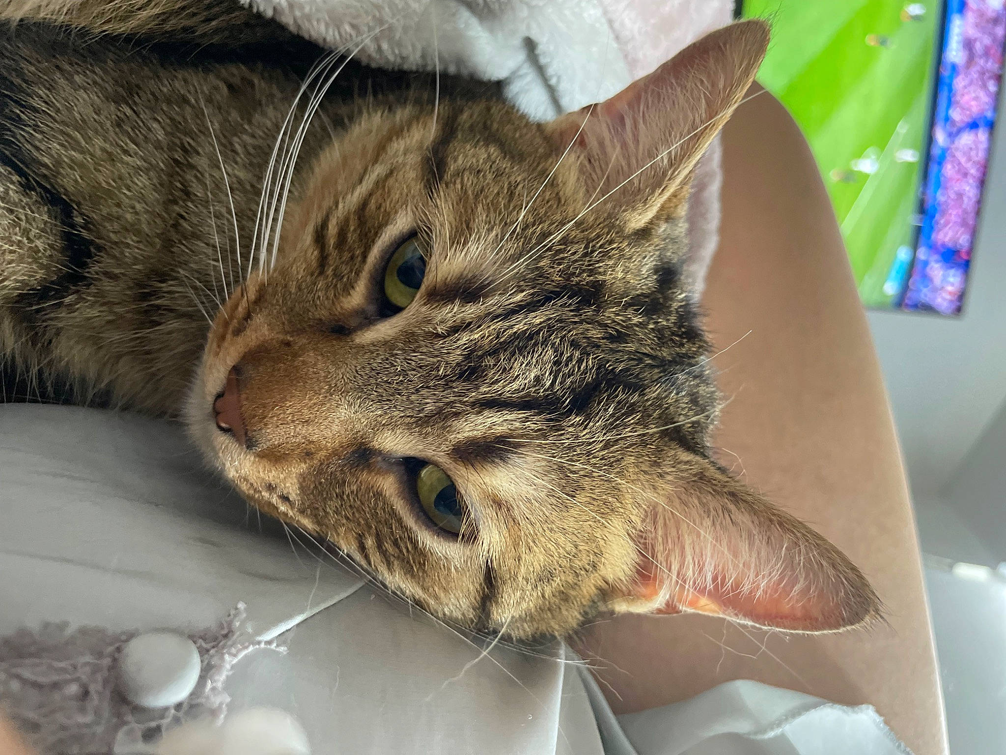 Biscuit participe au concours pour gagner de l'argent avec cette photo : carnivore, cat, claw, comfort, domestic_short_haired_cat, felidae, fur, kitchen_utensil, paw, serveware, small_to_medium_sized_cats, snout, tableware, whiskers