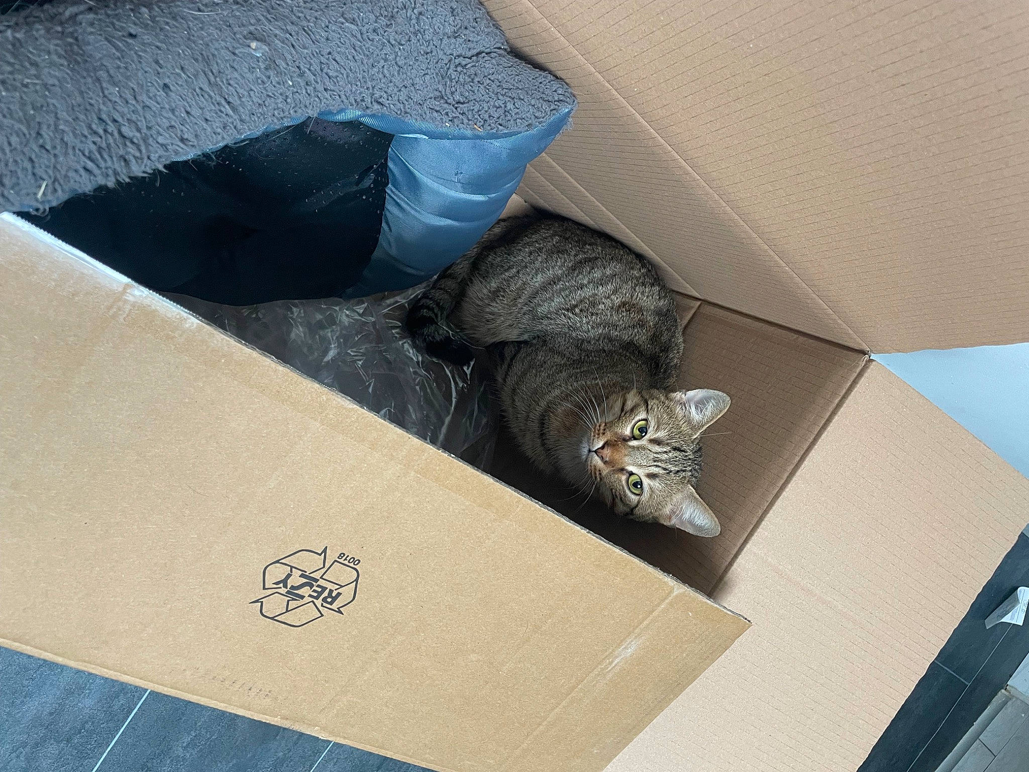 Biscuit participe au concours pour gagner de l'argent avec cette photo : automotive_tire, bag, box, carnivore, cat, comfort, domestic_short_haired_cat, felidae, flooring, grey, metal, paper_product, rectangle, room, small_to_medium_sized_cats, tail, whiskers, wood