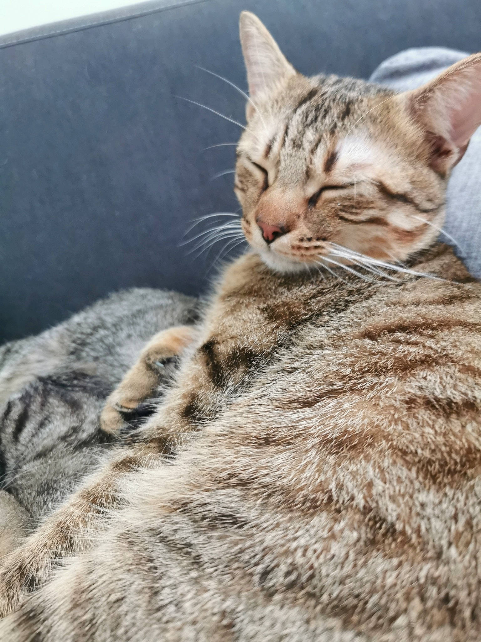 Biscuit a rejoint le concours — aidez-le/la à gagner de superbes lots ! carnivore, cat, claw, comfort, domestic_short_haired_cat, eye, fawn, felidae, fur, grass, nap, paw, sitting, small_to_medium_sized_cats, snout, tail, terrestrial_animal, whiskers, wildlife