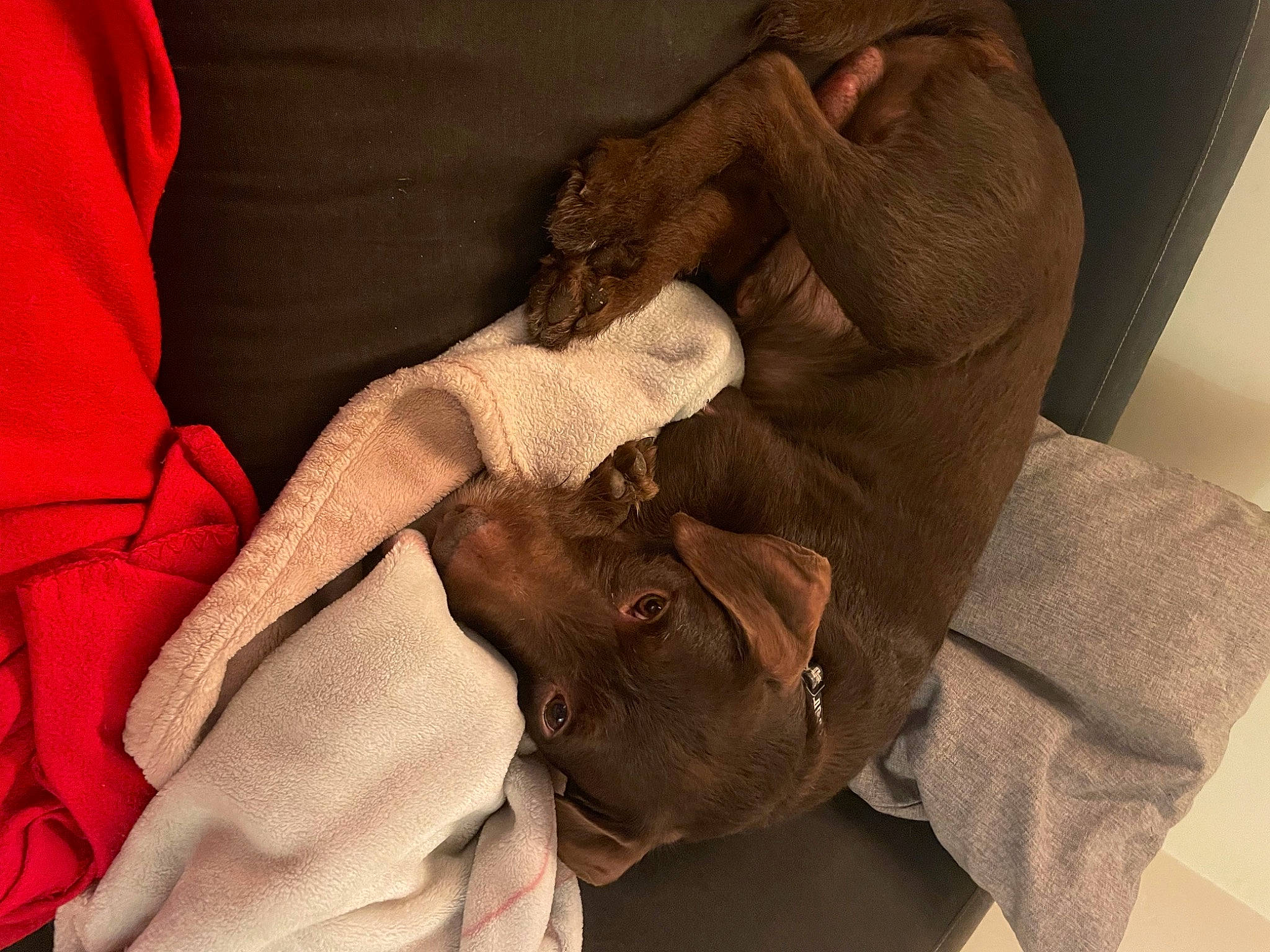 Leko a rejoint le concours — aidez-le/la à gagner de superbes lots ! carmine, child, comfort, companion_dog, dog, dog_breed, elbow, fawn, finger, flesh, fur, gesture, human_leg, linens, nail, sleeve, thumb, working_animal, wrinkle, wrist