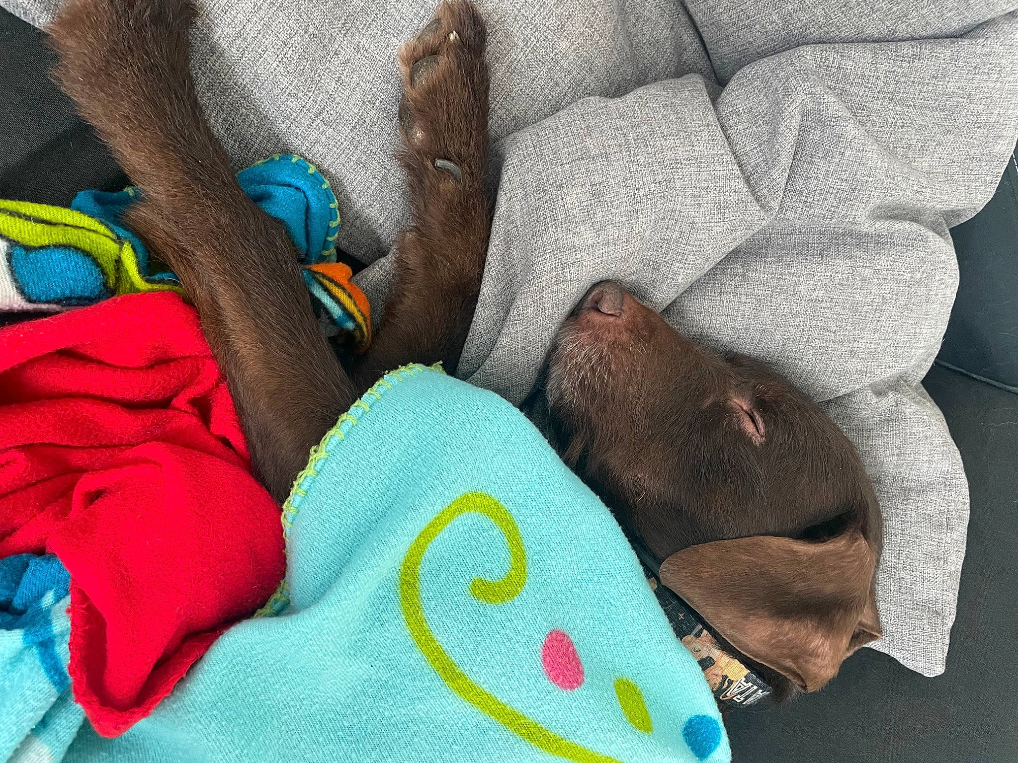 Leko participe au concours pour gagner de l'argent avec cette photo : baby_toddler_clothing, blanket, carnivore, child, comfort, companion_dog, couch, dog, dog_breed, grey, linens, nap, pattern, room, sleep, textile, thread, wool, woolen, woven_fabric