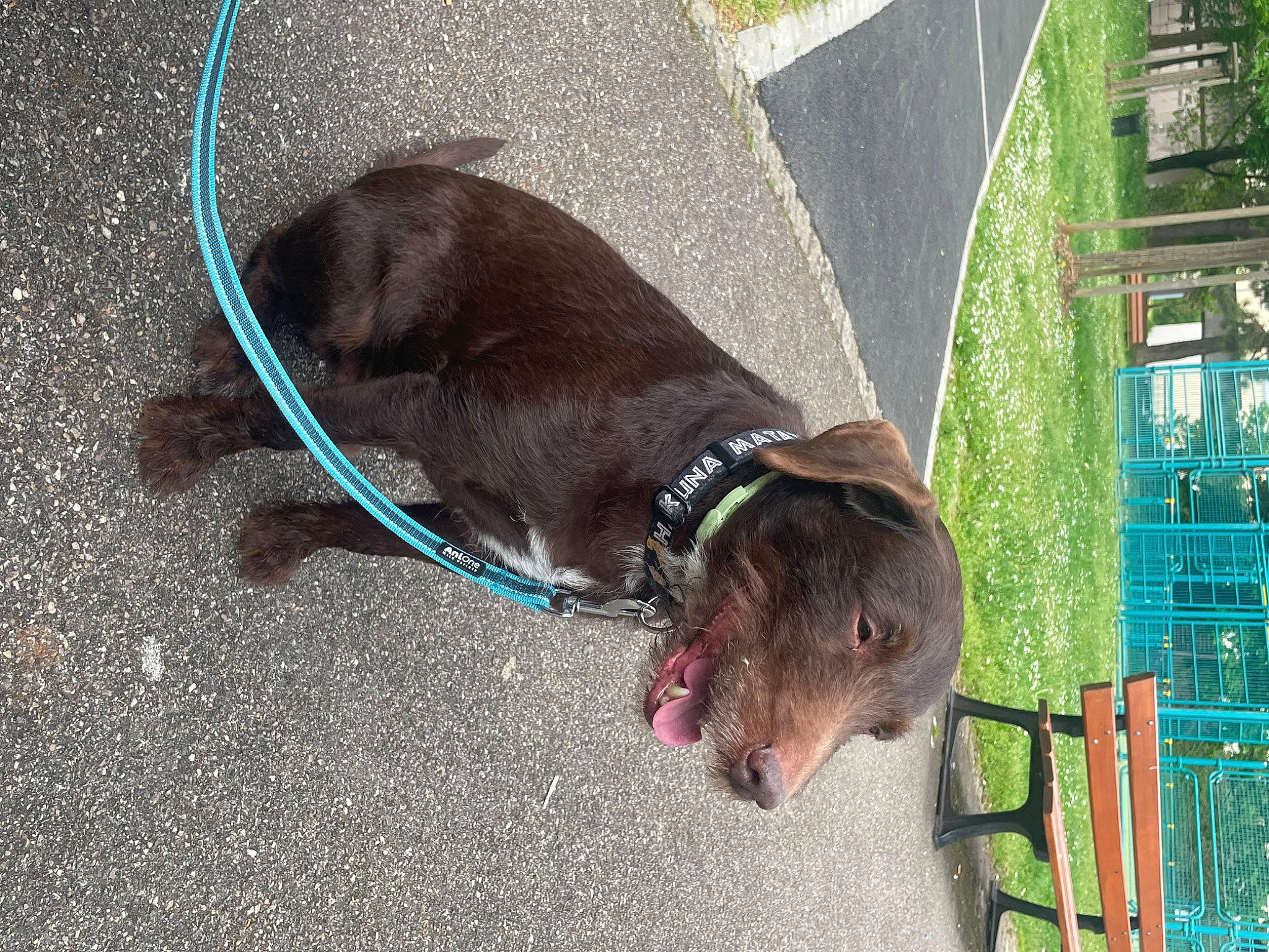 Leko participe au concours pour gagner de l'argent avec cette photo : canidae, carnivore, collar, companion_dog, dog, dog_breed, dog_collar, dog_supply, fashion_accessory, fawn, fur, gun_dog, leash, liver, pet_supply, road_surface, snout, sporting_group, tail, working_animal