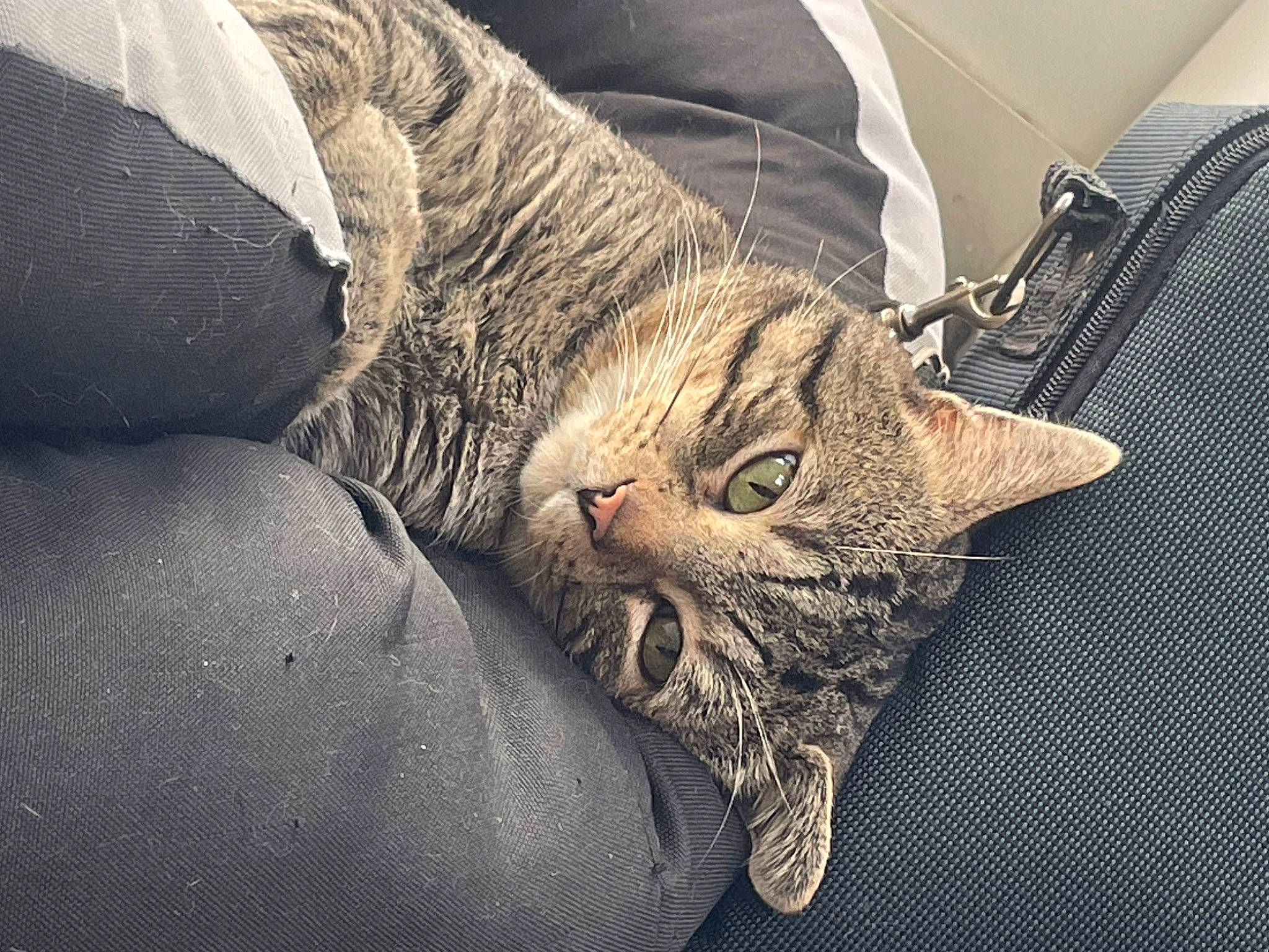 Mitcho participe au concours pour gagner de l'argent avec cette photo : carnivore, cat, claw, comfort, domestic_short_haired_cat, felidae, fur, grey, nap, pattern, paw, sleep, small_to_medium_sized_cats, snout, tail, terrestrial_animal, whiskers