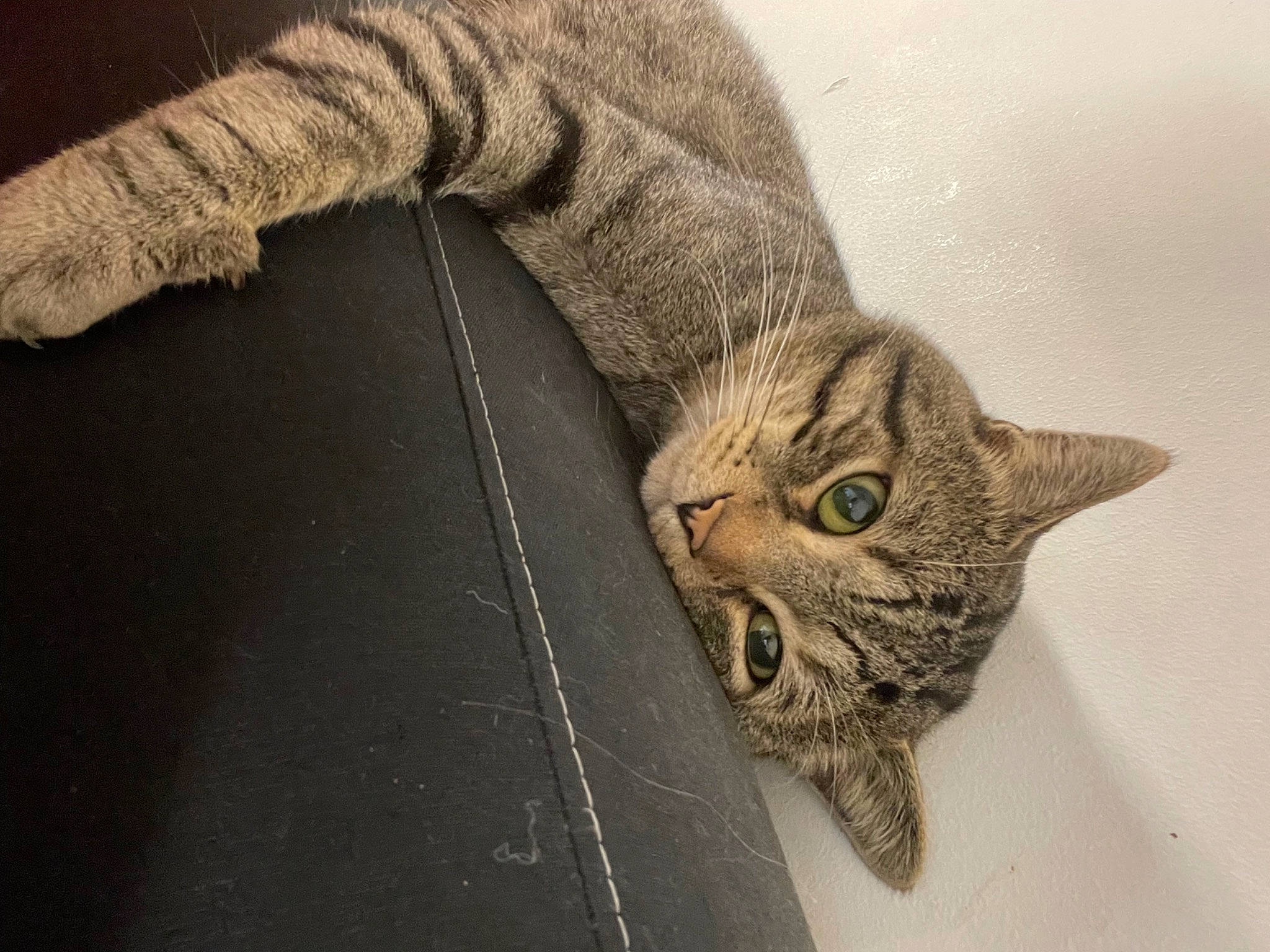 Mitcho participe au concours pour gagner de l'argent avec cette photo : carnivore, cat, claw, domestic_short_haired_cat, fawn, felidae, fur, grey, paw, small_to_medium_sized_cats, snout, tail, terrestrial_animal, whiskers, wildlife, window, wood