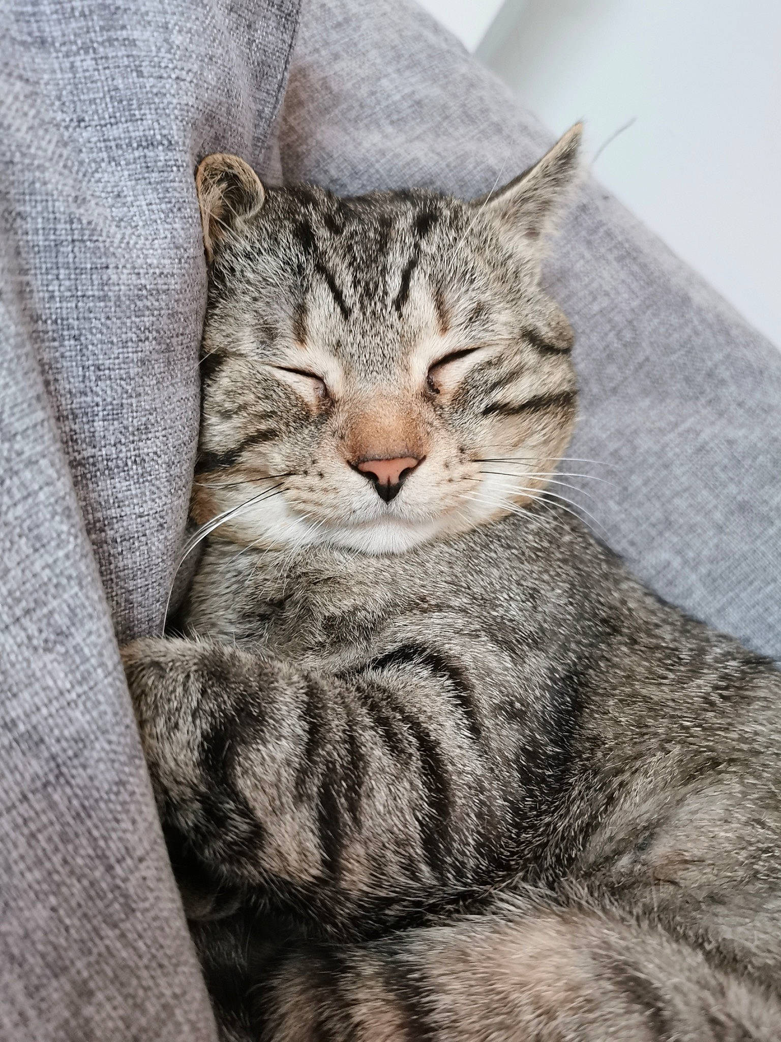 Mitcho participe au concours pour gagner de l'argent avec cette photo : art, carnivore, cat, claw, comfort, domestic_short_haired_cat, felidae, fur, grey, pattern, small_to_medium_sized_cats, snout, terrestrial_animal, tree, whiskers, wood