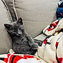 Brooklyn joined the competition — help win amazing prizes! cat, kitten, grey_cat, sofa, blanket, cozy, fur, whiskers, paw, sitting, indoor, textile, couch, cute, pet, animal, domestic_cat, portrait, relaxed, close_up