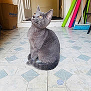 Brooklyn joined the competition — help win amazing prizes! gray_cat, kitten, sitting, looking_up, golden_eyes, whiskers, curled_tail, tiled_floor, blue_tiles, doorway, entryway, cardboard_box, walmart_logo, broom, colorful_tubes, cleaning_tools, indoor, pet, curious, home