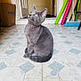 gray_cat, kitten, sitting, looking_up, golden_eyes, whiskers, curled_tail, tiled_floor, blue_tiles, doorway, entryway, cardboard_box, walmart_logo, broom, colorful_tubes, cleaning_tools, indoor, pet, curious, home