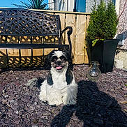 Teddy is registered to the contest to win money with this photo: bench, black_and_white, daylight, dog, fence, fluffy, fur, garden, happy, nature, outdoor, pet, potted_plant, rocks, shadow, small_dog, smiling, sunny, tongue_out, yard