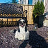 bench, black_and_white, daylight, dog, fence, fluffy, fur, garden, happy, nature, outdoor, pet, potted_plant, rocks, shadow, small_dog, smiling, sunny, tongue_out, yard