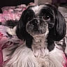 animal, bed, black_and_white, blanket, close_up, companion, cozy, cute, dog, domestic, floral_pattern, friendly, fur, indoor, looking_at_camera, lying_down, mammal, pet, portrait, soft_focus
