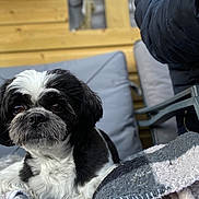 Teddy joined the competition — help win amazing prizes! animal, black_and_white, blanket, chair, close_up, companion, cozy, cushion, cute, dog, fur, furniture, outdoor, pet, portrait, relaxed, resting, shaggy, small_dog, wooden_wall