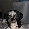 Teddy is registered to the contest to win money with this photo: animal, bed, black_and_white, blanket, companion, cozy, cute, dog, face, flash, floor, fur, indoor, lying_down, paw, pet, portrait, radiator, resting, sleeping_area